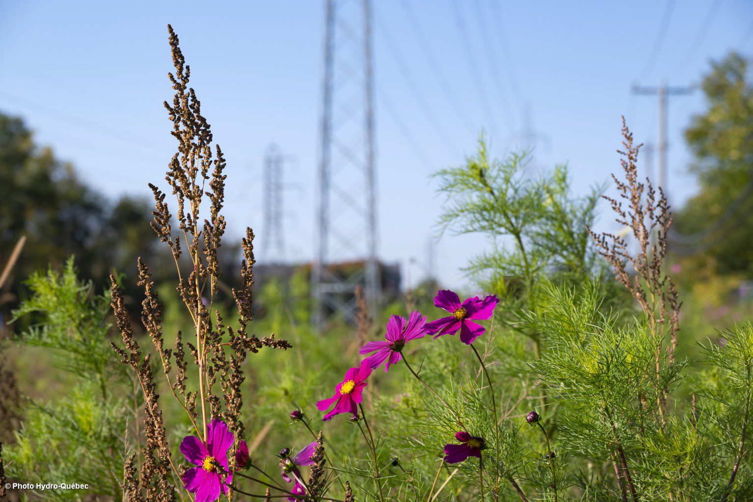 Une partie de la flore